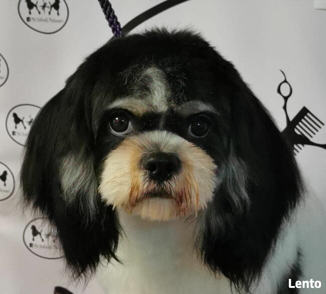 Strzyżenie psów, Groomer, psi fryzjer Poznań