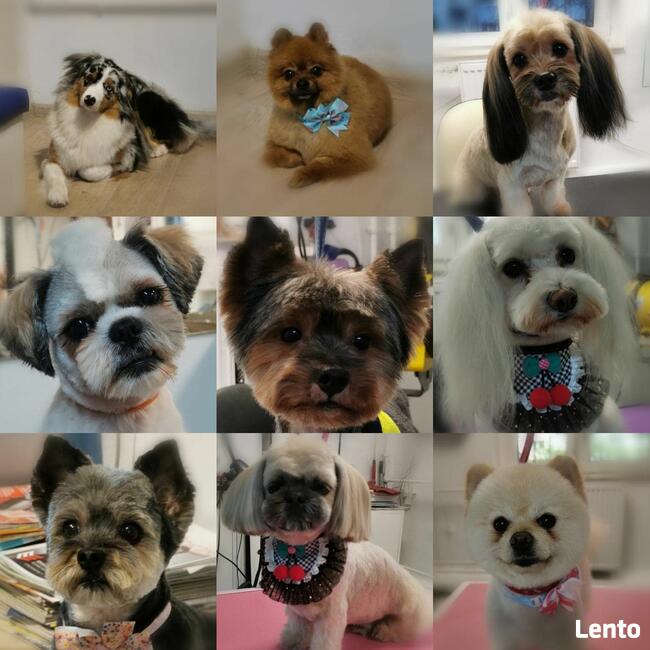 Strzyżenie psów, Groomer, psi fryzjer Poznań