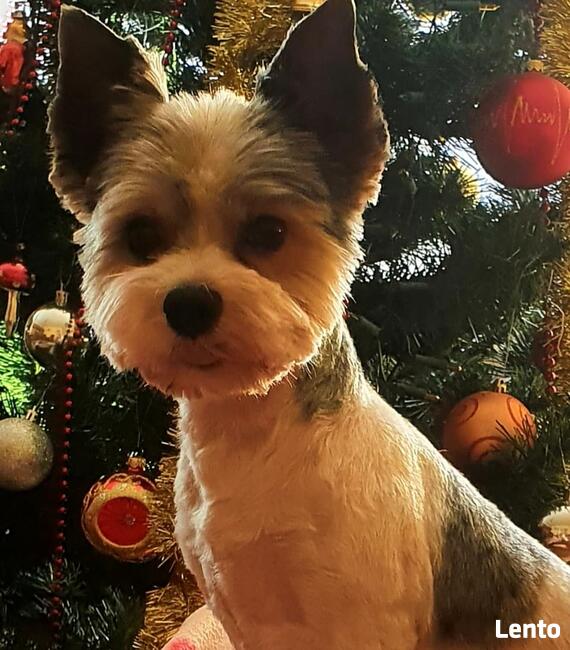 Yorkshire Terrier / Blueberry