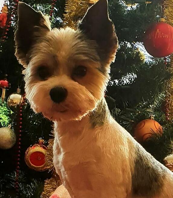 Yorkshire Terrier / Blueberry