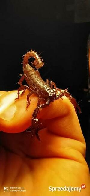 Skorpion Heterometrus petersii l1-l2