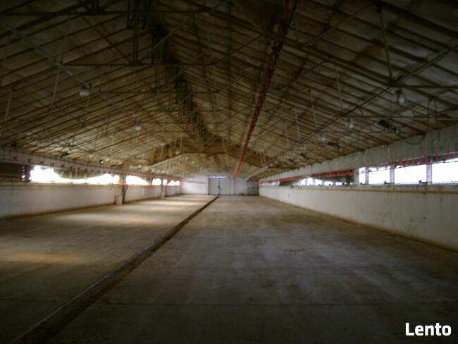 Sprzedam 4 hale +ziemia o łącznej pow. 7 Ha przy S-3