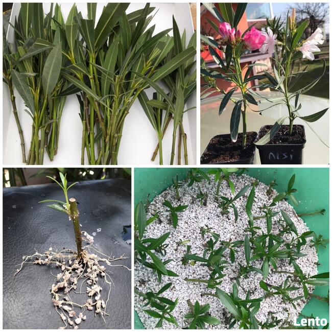 Szczepki oleander