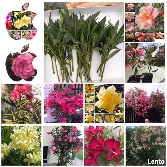 Szczepki oleander