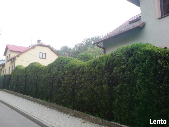 Koszenie trawy wykaszanie ogrodnik przycinanie tuji żywopłot