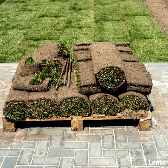 Trawnik z rolki z montażem i fakturą