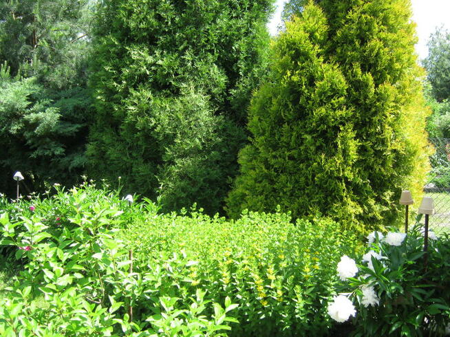 ogród działka 390 m2