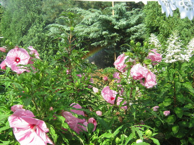 ogród działka 390 m2