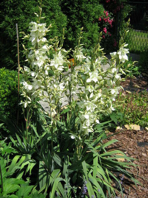 ogród działka 390 m2