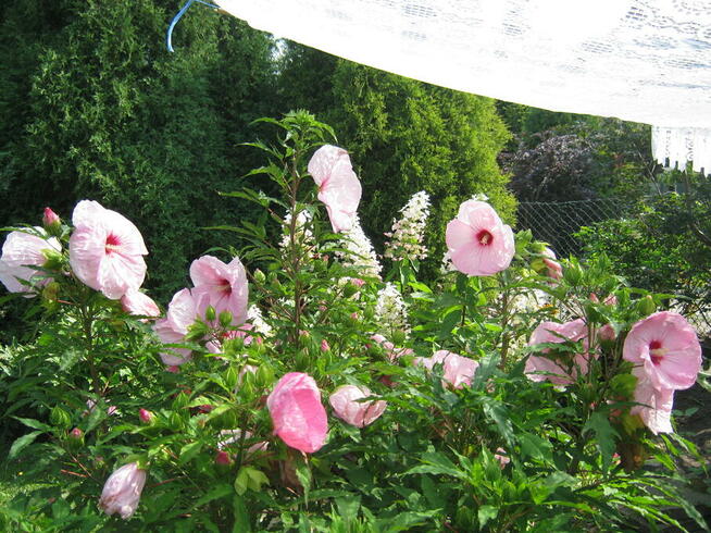 ogród działka 390 m2