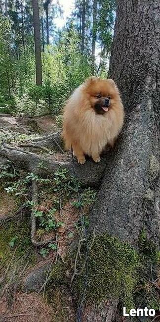 Pomeranian reproduktor FCI ZKwP krycie szpic miniaturowy