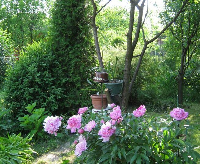 ogród działka 390 m2