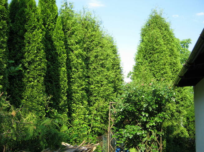 ogród działka 390 m2