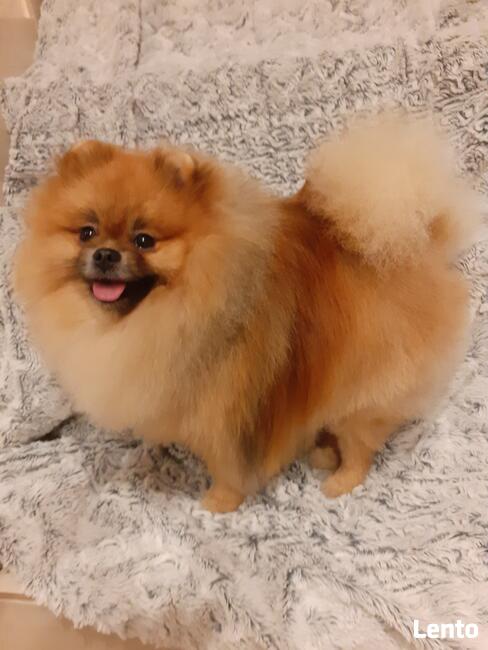 Pomeranian reproduktor FCI ZKwP krycie szpic miniaturowy