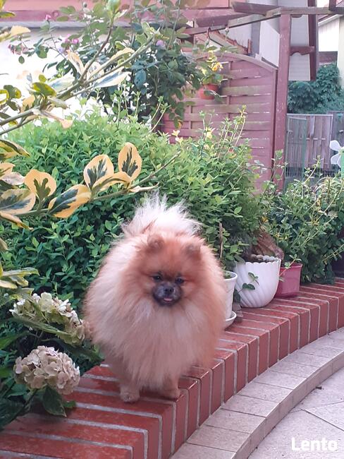 Pomeranian reproduktor FCI ZKwP krycie szpic miniaturowy