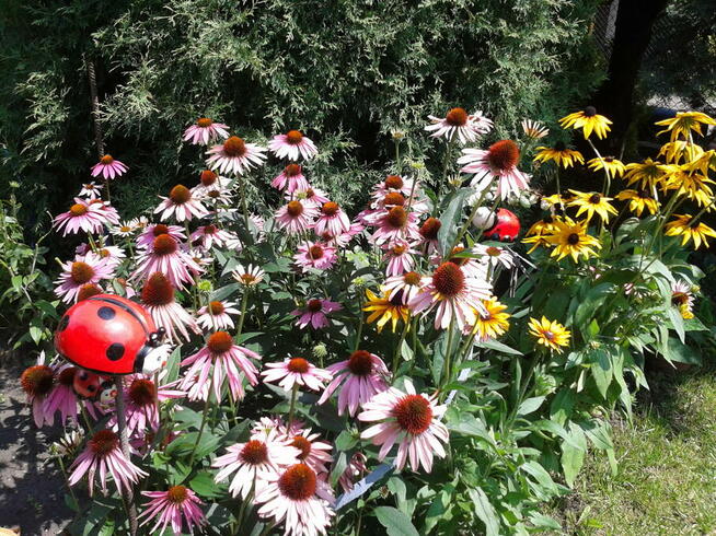 ogród działka 390 m2