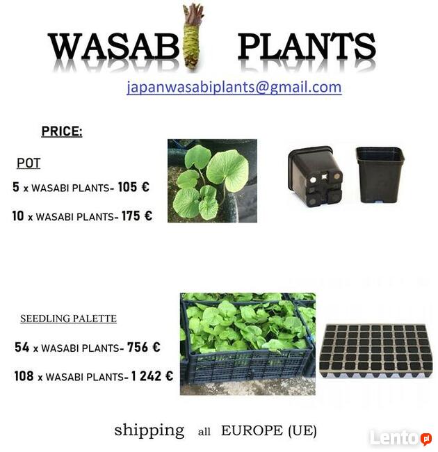 54 X WASABI PLANTS farm japan sushi seed plant