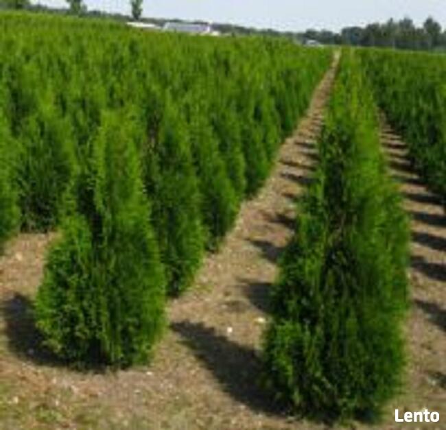 Tuje SZMARAGD śląsk , tuje śląsk - dostawa GRATIS sadzimy