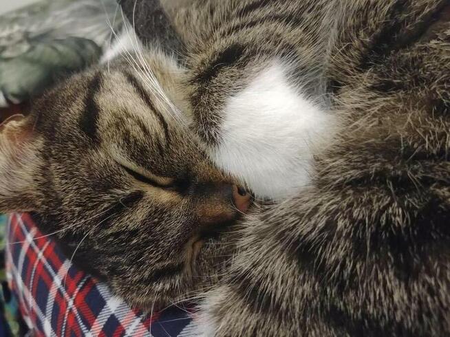 BŁAGAM O POMOC!!! Zaginęła kotka