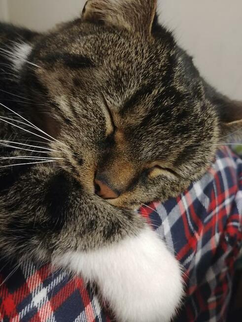 BŁAGAM O POMOC!!! Zaginęła kotka