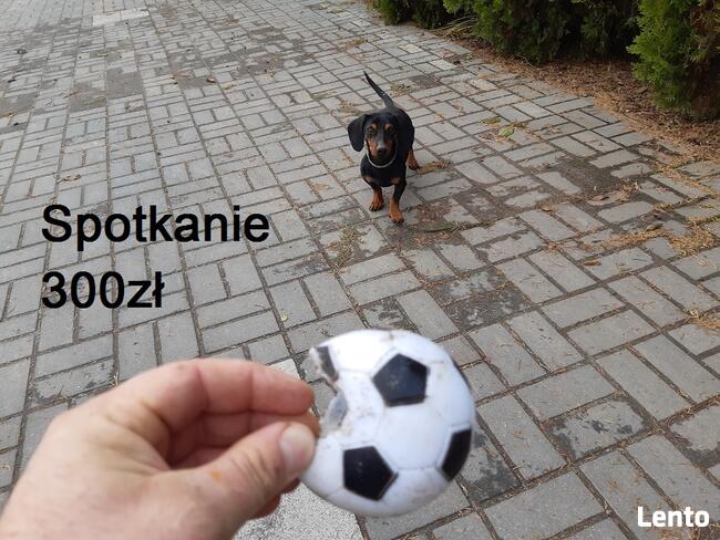 Jamnik ON apotruje , gen czekoladowy- krycie reproduktor