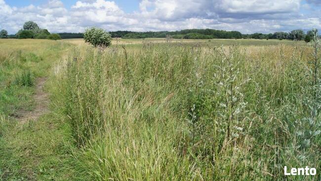 Działka Podwilcze gm. Białogard