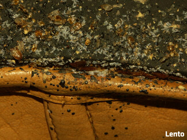 Zwalczanie Pluskiew Warszawa, Odpluskwianie, PLUSKWY