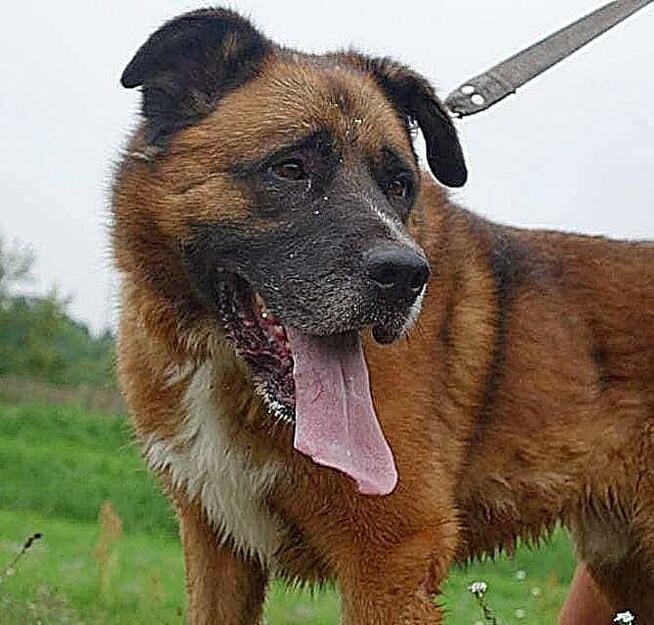 RUDY - starszy duzy pies ktory mial kiedys dom .. czeka ..