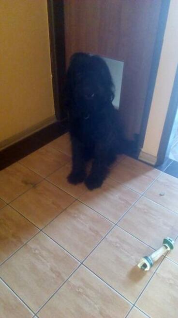 Oddam młodego Pieska