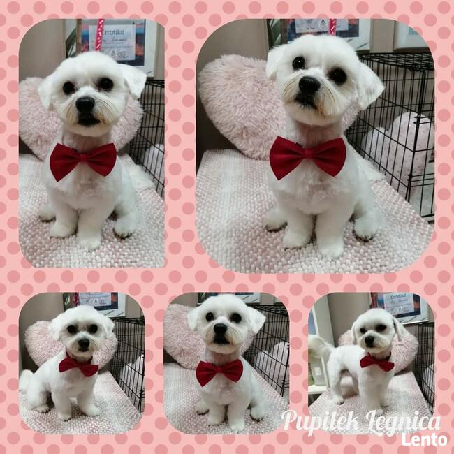 STRZYŻENIE PSÓW Salon PUPILEK Legnica fryzjer dla psa