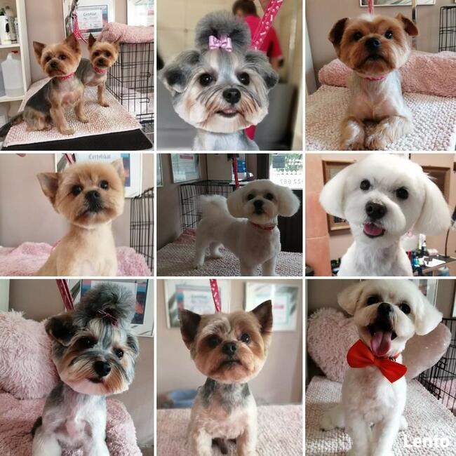 STRZYŻENIE PSÓW Salon PUPILEK Legnica fryzjer dla psa