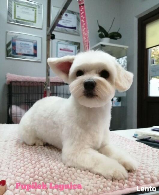 PIELĘGNACJA I STRZYŻENIE PSÓW fryzjer dla psa PUPILEK