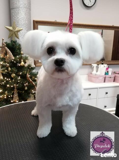 STRZYŻENIE PSÓW Salon PUPILEK Legnica fryzjer dla psa