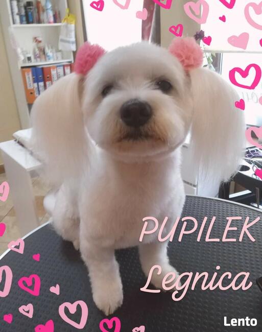 STRZYŻENIE PSÓW Salon PUPILEK Legnica fryzjer dla psa