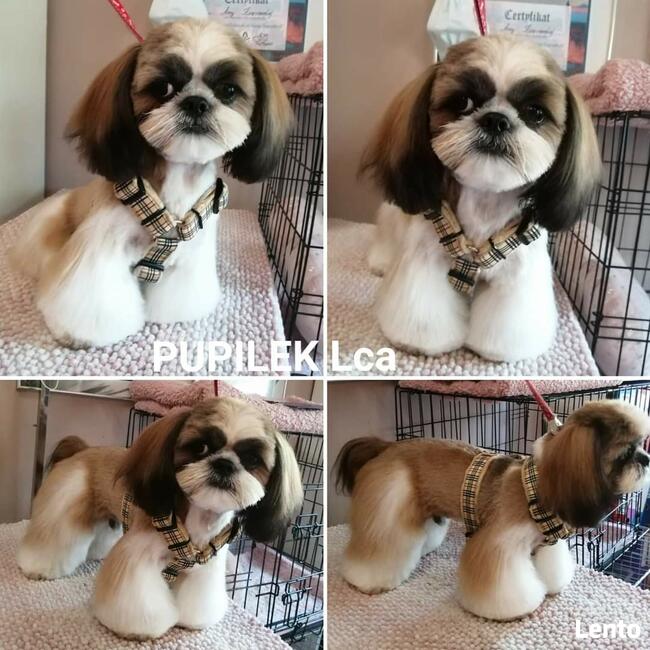 STRZYŻENIE PSÓW Salon PUPILEK Legnica fryzjer dla psa