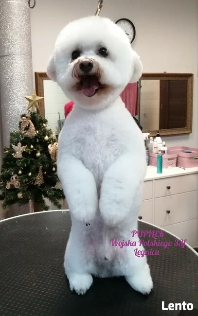 PIELĘGNACJA I STRZYŻENIE PSÓW fryzjer dla psa PUPILEK