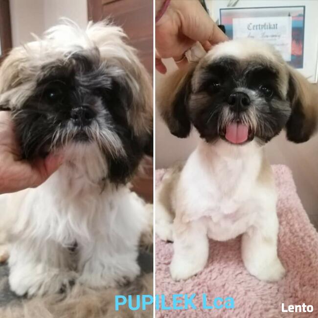 PIELĘGNACJA I STRZYŻENIE PSÓW fryzjer dla psa PUPILEK