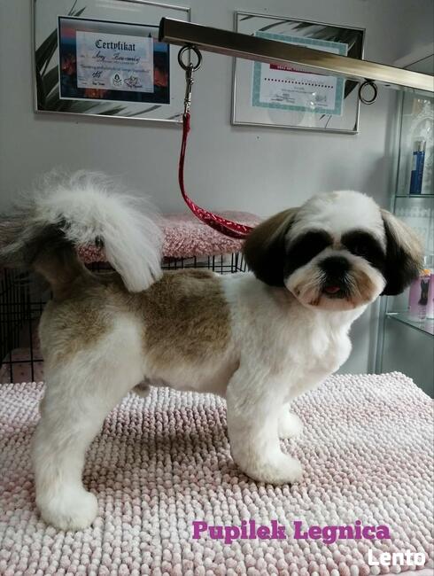 STRZYŻENIE PSÓW Salon PUPILEK Legnica fryzjer dla psa