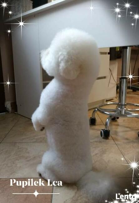 STRZYŻENIE PSÓW Salon PUPILEK Legnica fryzjer dla psa