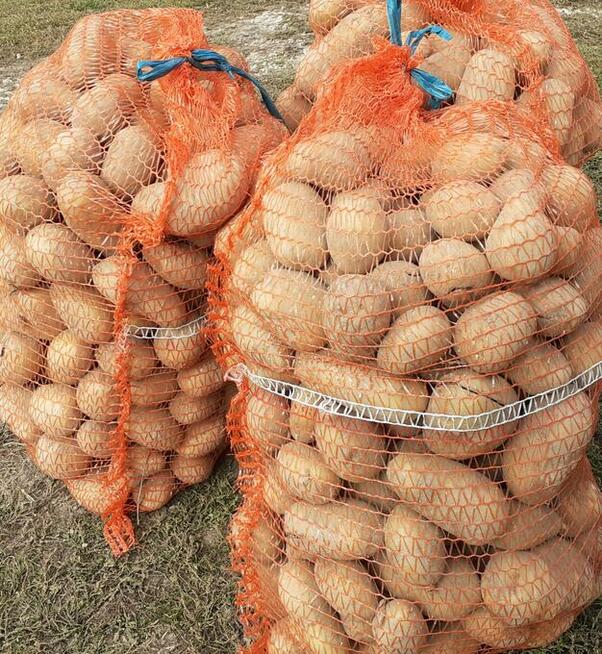 Ziemniaki Jadalne Odmiana Irga, Ibis, Amanda, Lilly, Gala,