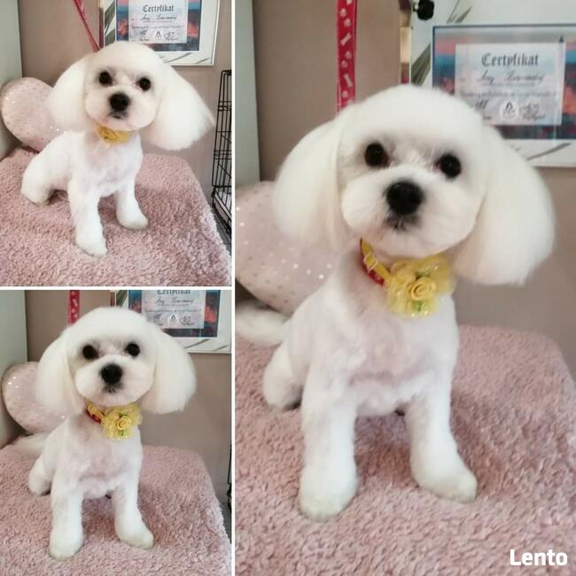 STRZYŻENIE PSÓW Salon PUPILEK Legnica fryzjer dla psa