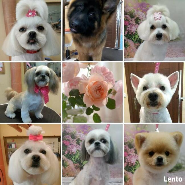 STRZYŻENIE PSÓW Salon PUPILEK Legnica fryzjer dla psa