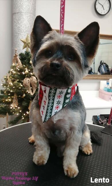 STRZYŻENIE PSÓW Salon PUPILEK Legnica fryzjer dla psa