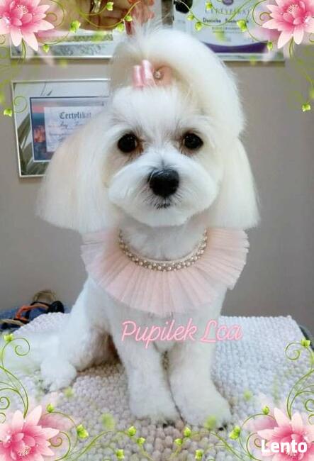 PIELĘGNACJA I STRZYŻENIE PSÓW fryzjer dla psa PUPILEK