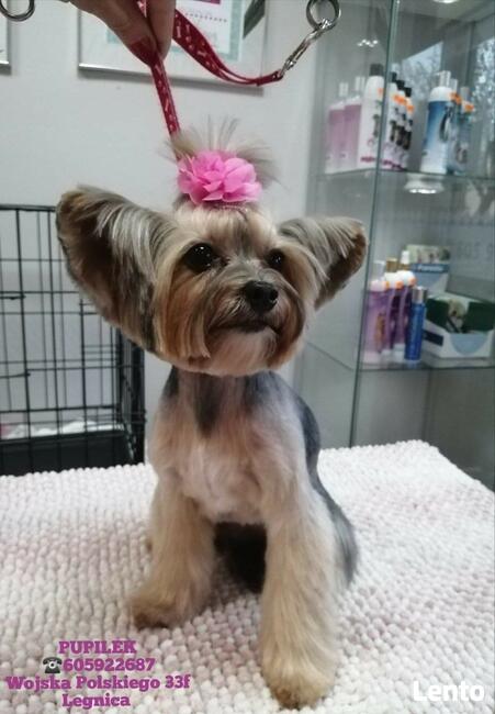 STRZYŻENIE PSÓW Salon PUPILEK Legnica fryzjer dla psa