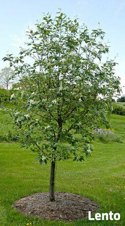 Drzewa Liściaste ozdobne klony lipy brzozy jarzębiny Palmety