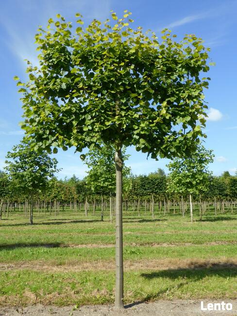 Drzewa Liściaste ozdobne klony lipy brzozy jarzębiny Palmety