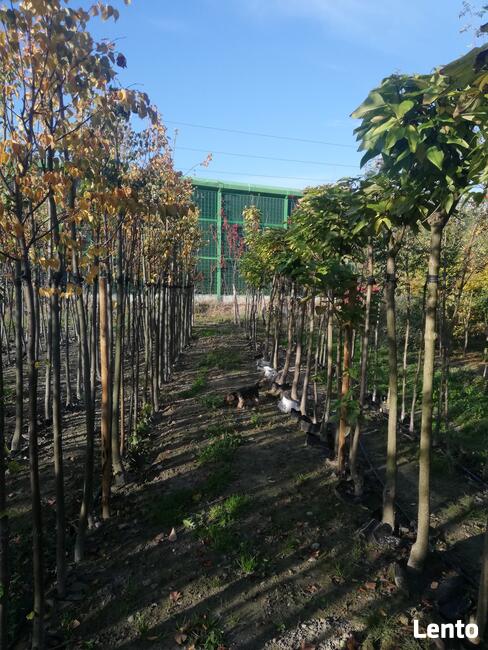 Drzewa Liściaste ozdobne klony lipy brzozy jarzębiny Palmety