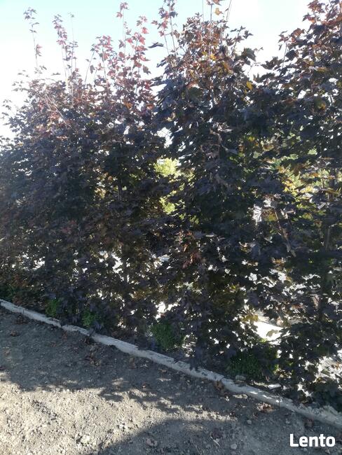 Drzewa Liściaste ozdobne klony lipy brzozy jarzębiny Palmety