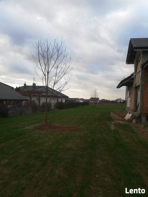 Drzewa Liściaste ozdobne klony lipy brzozy jarzębiny Palmety